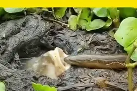 鲤鱼真能成精？鲤鱼捕食黄鳝画面热传，长江君：大概率摆拍图片