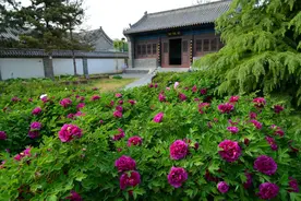 花开狮城·春游沧州系列（四）|古韵新景生态美图片