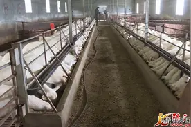 王秀珍：腰滩河村致富的“领头羊”图片