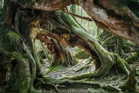 如果被毒蛇咬了，是不是马上抓住蛇，把蛇胆吞下就没事了？图片