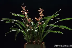 墨兰香气很上头，就是爆盆有点难图片