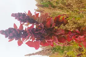 藜麦，一种养份比较全面的老食品，人们又想起了它图片