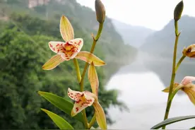 兰花瓣型详细解说，快来看看您养的兰花是什么瓣型吧（一）图片