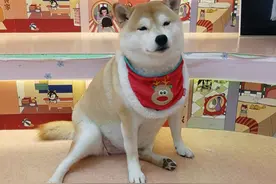 在三里屯体验网红狗咖｜求治愈遭狗子冷淡回应，顾客寥寥无几，我花89元看狗打架1小时图片