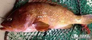 本港海鲜和外港区别 2026年本港海鲜和外港区别大吗