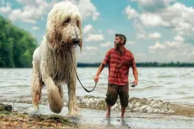 都说“巨型贵宾犬”完美，为什么这么少人养？因为一般人养不了图片