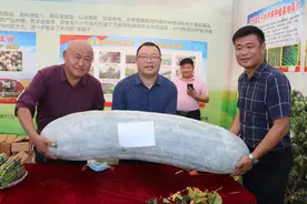 一个冬瓜218斤 一棵红薯近20多公斤 在太康逛农民丰收节图片