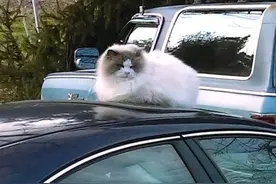 原主人举家搬迁留下了猫咪，过上了流浪的生活：堕入凡间的天使图片