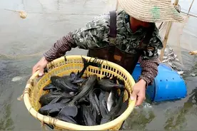 真实的清道夫是什么样子的？晒干了不会复活，肉质紧致没有刺图片