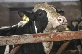 牛有眼屎是什么原因引起的？牛眼上有眼屎是怎么回事？本文告诉你图片