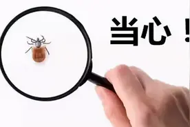 夺命蜱虫，该怎么破？图片