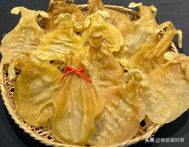 白鳘赤嘴鱼胶 2026年白鳘赤嘴鱼胶的功效