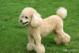 萌宠——贵宾犬图片