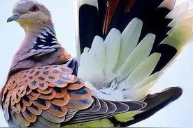 近百年来，在我国灭绝的16种最美的动物，如今只留下照片图片