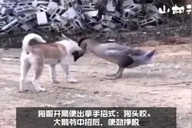 土狗和大鹅进行较量，双方使出十八般武艺，结局看的剧情反转图片