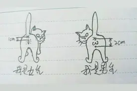 猫怎么分公母 通过看这两个小孔的距离 1秒分清是男是女