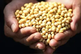 转基因大豆的老祖——东北大豆图片