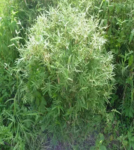 竹子有26种，详解，配图