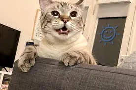 你“喵”一声，猫“喵”一声，猫在说什么？揭秘“喵”的6种含义图片