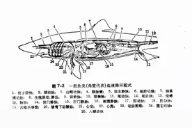 鱼类的形态构造（下）：循环系统、神经、感觉、尿殖和内分泌器官图片