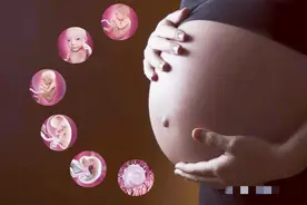 孕育生命究竟是什么样的？十张图带你看怀孕全过程，生命来之不易图片