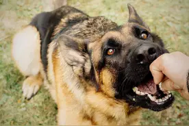 关于宠物咬人事件，我们应该如何纠正狗狗咬人的坏毛病？图片