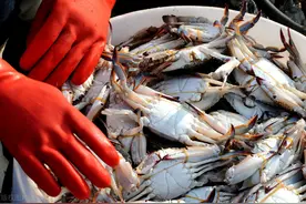 梭子蟹120元一斤，一头牛卖2.8万，牛蛙涨27%，国庆物价还要涨？图片