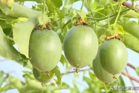 神奇动植物在哪里？巴彦淖尔走一波图片