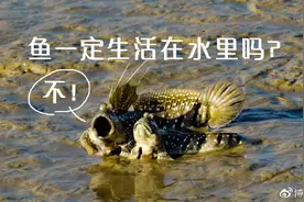 鱼一定生活在水里吗？不图片
