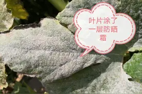 西葫芦也懂得化妆了，一层厚厚的白粉，可不要高兴，那是病害图片