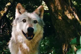 狗与狼能杂交出狼狗，要是碰上鬣狗，会生下什么呢？图片