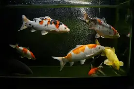 锦鲤每次换水都要加盐？千万别这么干，尤其对蝴蝶鲤没任何好处图片