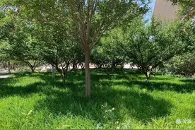 秋枫未红（1-18）图片