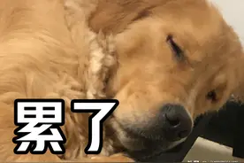 养狗人注意！这条规定与你息息相关图片