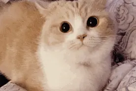 为了打发时间，猫咪做过哪些无聊的事情？图片