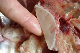 它本是一块鱼骨，加工后却可卖上万元，不少人直言不了解它图片