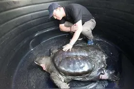 世界仅存的3只“神兽”，科学家为帮它们繁衍后代，操碎了心！图片