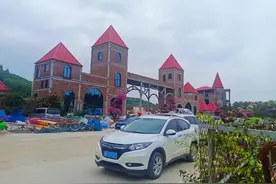 广东高州有个簕杜鹃基地，一树多色花，漂亮到极致图片