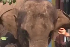 羊年获救喝羊奶长大 网红大象“羊妞”还有哪些不为人知的故事？图片