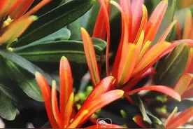 罗汉松招财旺财，这些珍稀品种您玩过吗？图片