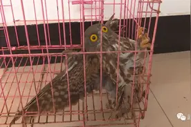 常德市民捡到猫头鹰幼鸟，林业工作人员及时救助图片