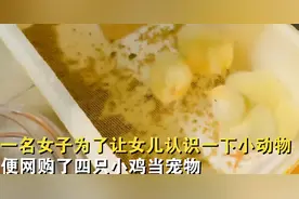 女子网购4只小鸡给女儿当宠物，5个月后“含泪”吃了一大碗图片