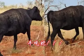 先有牛吃蛇，后有蛇吃牛，吃得牛怀疑人生，为何有这种怪异行为？图片