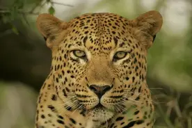 惊险奇趣故事《狭路逢豹》图片