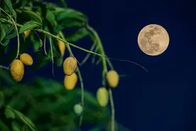 认领一棵核电站芒果树 让你甜蜜一个夏天图片