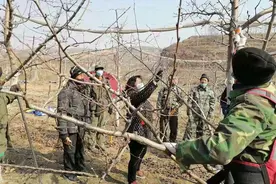 旱地种出玉露香梨 我国旱作农业技术居于世界前列图片