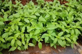 夏季养花太煎熬？盆栽7款"驱蚊"植物，好看好养又有趣图片