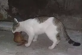 猫咪嘴里叼着东西，还以为是只老鼠，凑近后：太厉害了吧图片