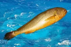 鳌江沿海大黄鱼消失终极之谜图片