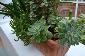 家里的植物不长新叶，僵苗了咋办？掌握这5点，很快就能挽救回来图片